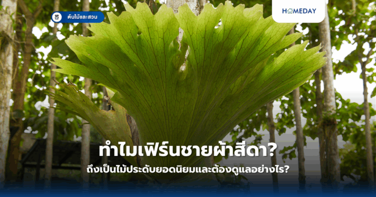 ทำไมต้องปลูกผักกินเองที่บ้าน? วิธีปลูกผักปลอดสารพิษ 10 ชนิดง่าย ๆ ในกระถาง (copy)