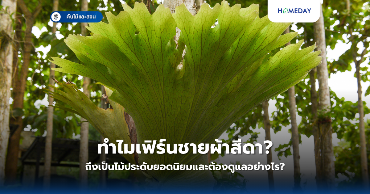 ทำไมต้องปลูกผักกินเองที่บ้าน? วิธีปลูกผักปลอดสารพิษ 10 ชนิดง่าย ๆ ในกระถาง (copy)