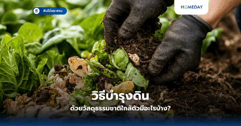 ไฮเดรนเยียเปลี่ยนสีได้จริงหรือ และทำไมถึงเป็นดอกไม้ยอดนิยมสำหรับตกแต่งสวน (copy)