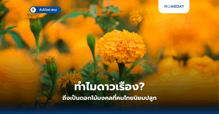ทำไมดาวเรืองถึงเป็นดอกไม้มงคลที่คนไทยนิยมปลูก?