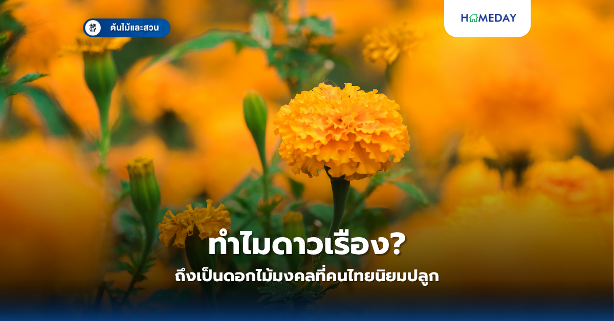 ทำไมดาวเรืองถึงเป็นดอกไม้มงคลที่คนไทยนิยมปลูก?