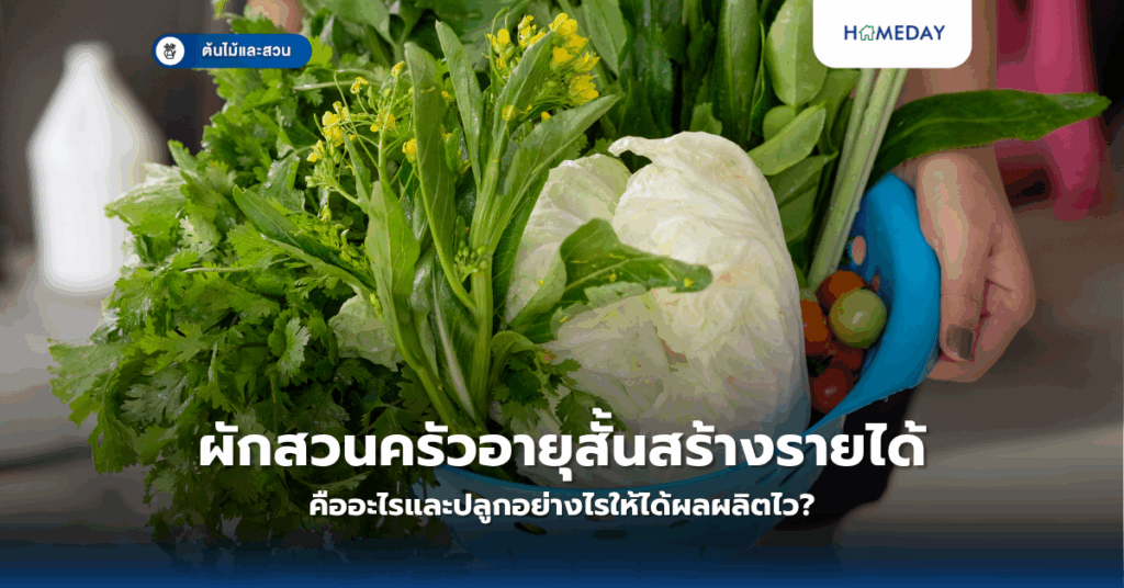 ทำไมดาวเรืองถึงเป็นดอกไม้มงคลที่คนไทยนิยมปลูก? (copy)