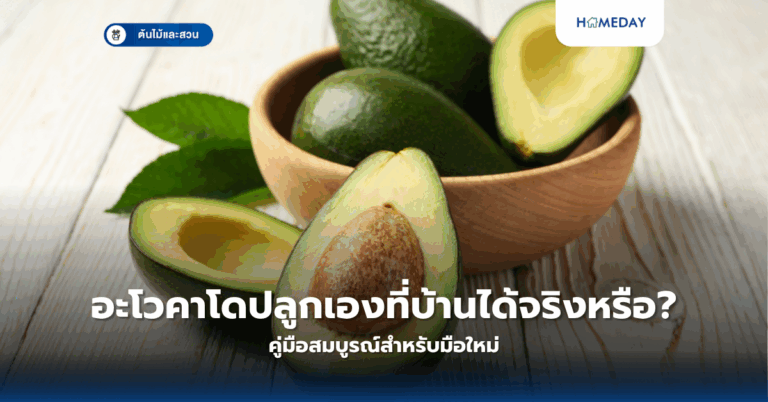 ต้นปรงคืออะไร และทำไมถึงเป็นไม้ประดับยอดนิยมที่มีทั้งประโยชน์และอันตราย? (copy)