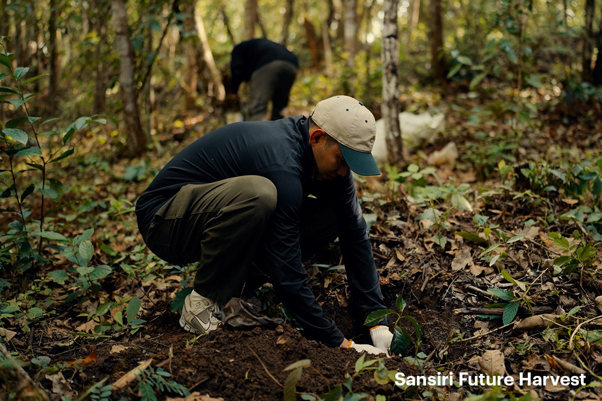 Sansiri Future Harvest 04