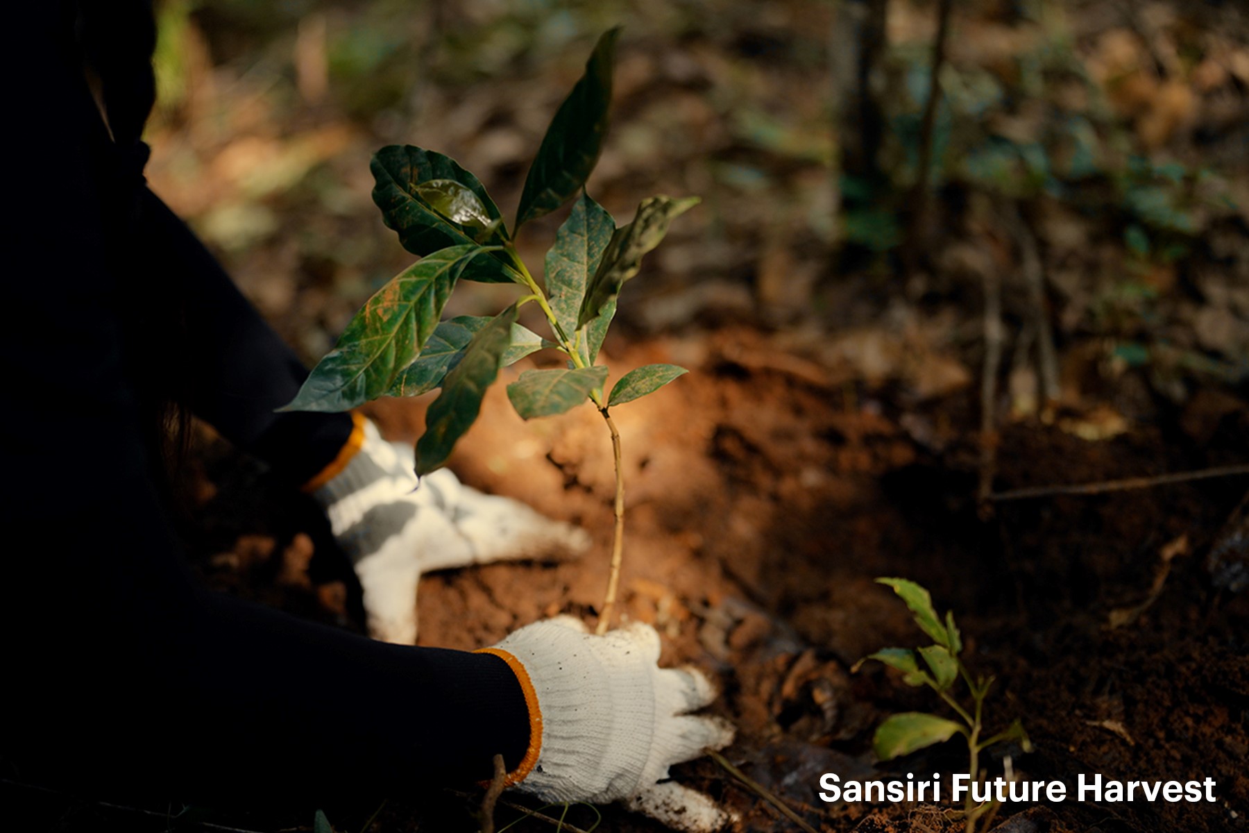 Sansiri Future Harvest 05