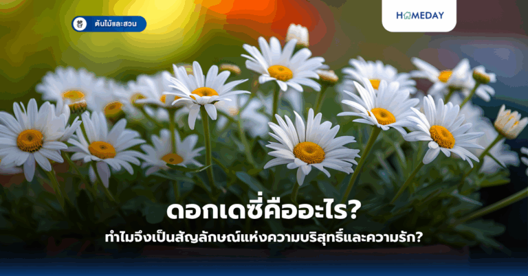 ดอกเดซี่คืออะไร? ทำไมจึงเป็นสัญลักษณ์แห่งความบริสุทธิ์และความรัก?