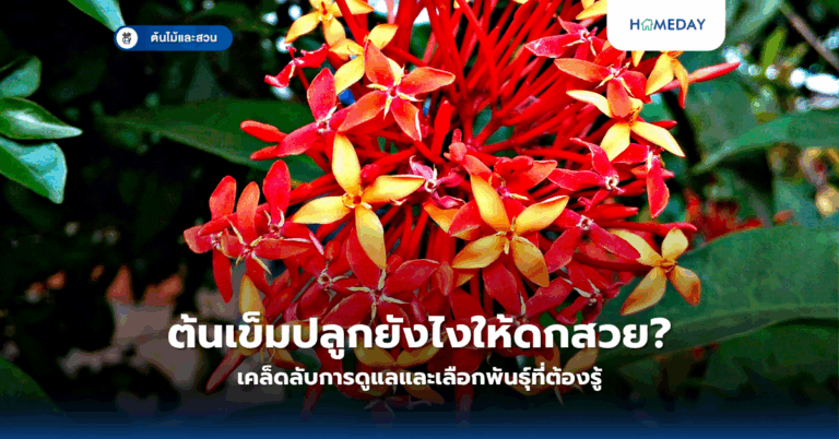 ต้นเข็มปลูกยังไงให้ดกสวย? เคล็ดลับการดูแลและเลือกพันธุ์ที่ต้องรู้