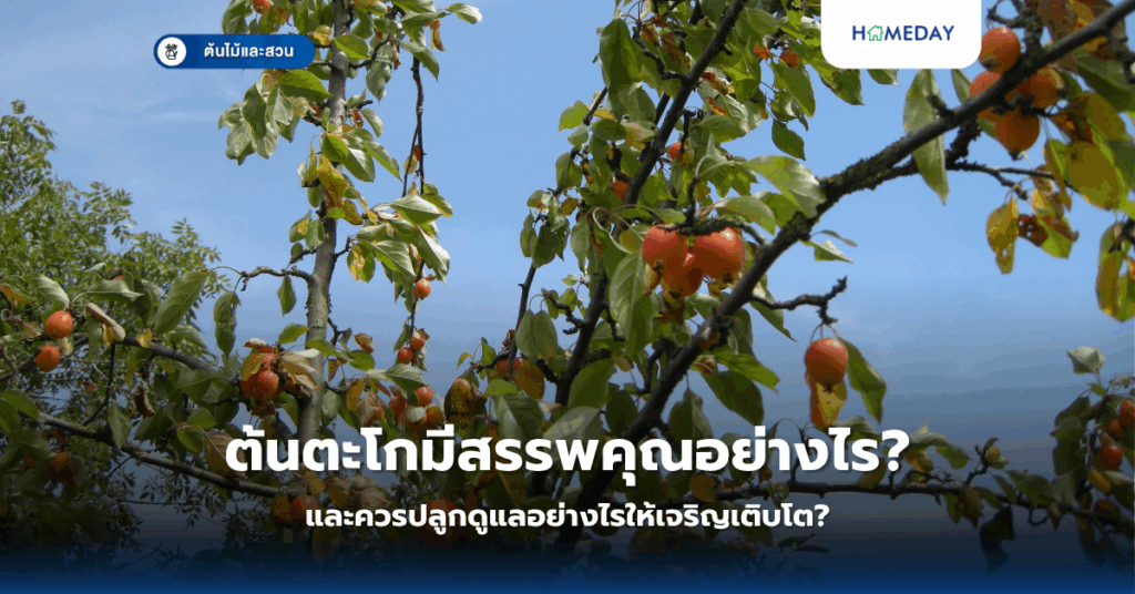 ปลูกผักสลัดที่บ้านง่ายๆ ไม่ต้องใช้จอบเสียม ทำอย่างไรแม้พื้นที่จำกัด? (copy)