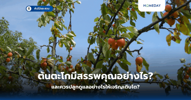 ปลูกผักสลัดที่บ้านง่ายๆ ไม่ต้องใช้จอบเสียม ทำอย่างไรแม้พื้นที่จำกัด? (copy)