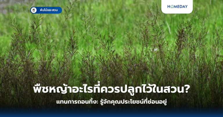 พืชหญ้าที่ควรปลูกไว้ในสวนแทนการถอนทิ้ง: รู้จักคุณประโยชน์ที่ซ่อนอยู่