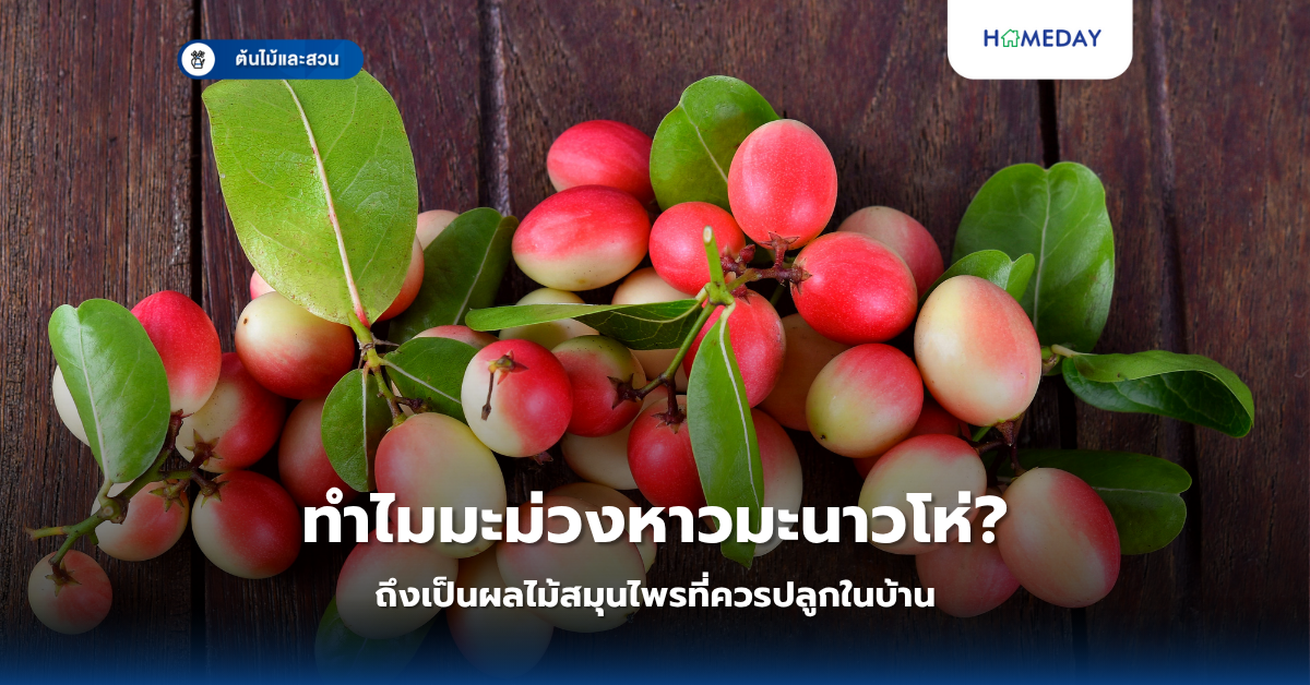 ต้นตะโกมีสรรพคุณอย่างไร และควรปลูกดูแลอย่างไรให้เจริญเติบโต? (copy)