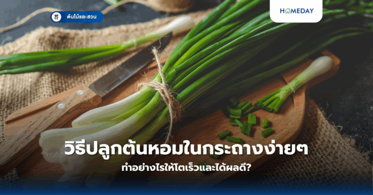 ต้นเข็มปลูกยังไงให้ดกสวย? เคล็ดลับการดูแลและเลือกพันธุ์ที่ต้องรู้ (copy)