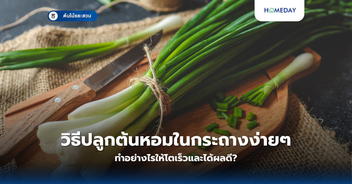 ต้นเข็มปลูกยังไงให้ดกสวย? เคล็ดลับการดูแลและเลือกพันธุ์ที่ต้องรู้ (copy)