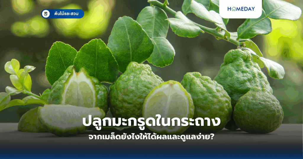 ปลูกมะกรูดในกระถางจากเมล็ดยังไงให้ได้ผลและดูแลง่าย?