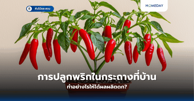 วิธีปลูกต้นหอมในกระถางง่ายๆ ทำอย่างไรให้โตเร็วและได้ผลดี? (copy)