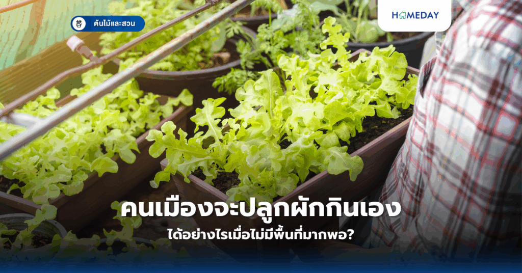 การปลูกพริกในกระถางที่บ้านทำอย่างไรให้ได้ผลผลิตดก? (copy)
