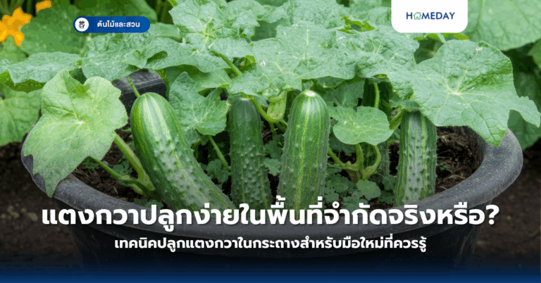 ทำไมการจัดสวนด้วยตัวเองถึงเป็นทางเลือกที่ดีที่สุดสำหรับบ้านของคุณ (copy)