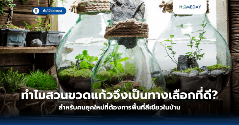 แตงกวาปลูกง่ายในพื้นที่จำกัดจริงหรือ? เทคนิคปลูกแตงกวาในกระถางสำหรับมือใหม่ที่ควรรู้ (copy)