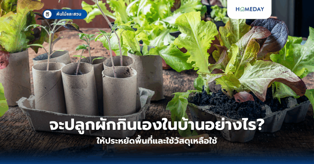 ทำไมสวนขวดแก้วจึงเป็นทางเลือกที่ดีสำหรับคนยุคใหม่ที่ต้องการพื้นที่สีเขียวในบ้าน? (copy)