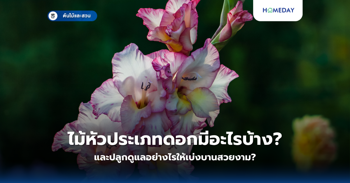 ไม้หัวประเภทดอกมีอะไรบ้าง และปลูกดูแลอย่างไรให้เบ่งบานสวยงาม?
