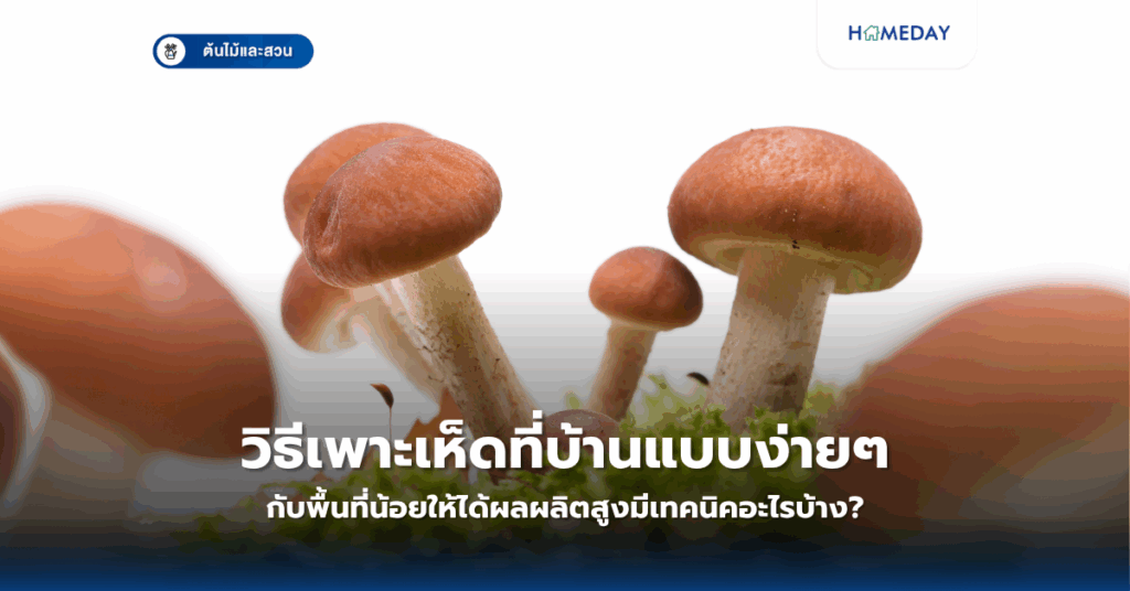 วิธีเพาะเห็ดที่บ้านแบบง่ายๆ กับพื้นที่น้อยให้ได้ผลผลิตสูงมีเทคนิคอะไรบ้าง?