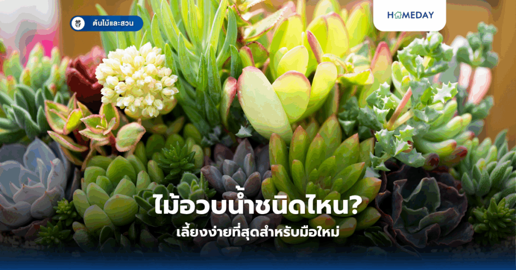 วิธีเพาะเห็ดที่บ้านแบบง่ายๆ กับพื้นที่น้อยให้ได้ผลผลิตสูงมีเทคนิคอะไรบ้าง? (copy)