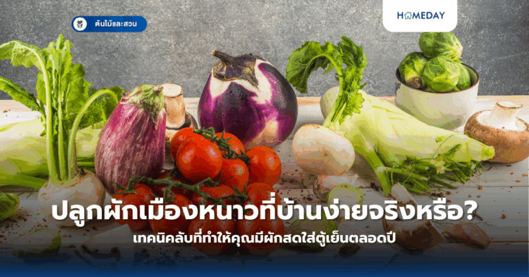 ปลูกผักเมืองหนาวที่บ้านง่ายจริงหรือ? เทคนิคลับที่ทำให้คุณมีผักสดใส่ตู้เย็นตลอดปี