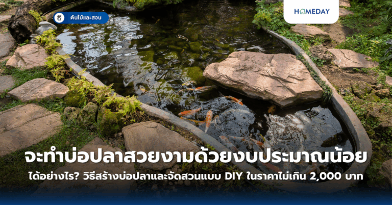 ดอกเดซี่คืออะไร? ทำไมจึงเป็นสัญลักษณ์แห่งความบริสุทธิ์และความรัก? (copy)