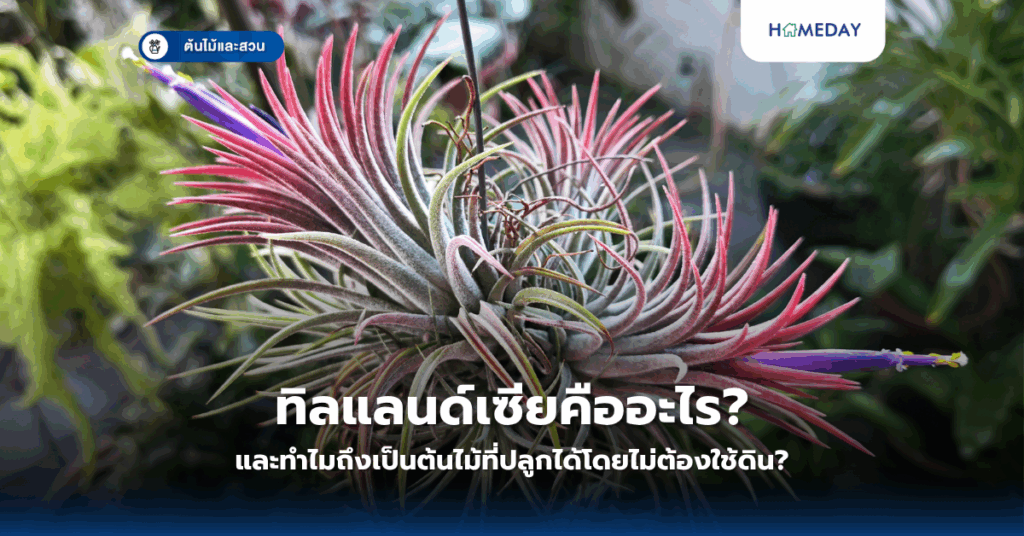 ดอกไม้เล็กๆ ชนิดไหนที่เหมาะกับการจัดสวนบ้าน? (copy)