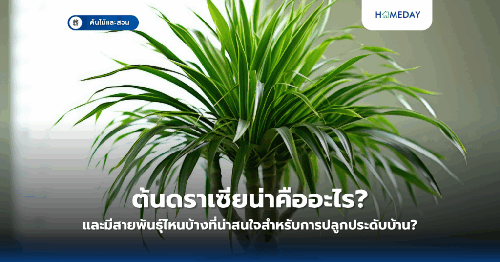 ทิลแลนด์เซียคืออะไร และทำไมถึงเป็นต้นไม้ที่ปลูกได้โดยไม่ต้องใช้ดิน?