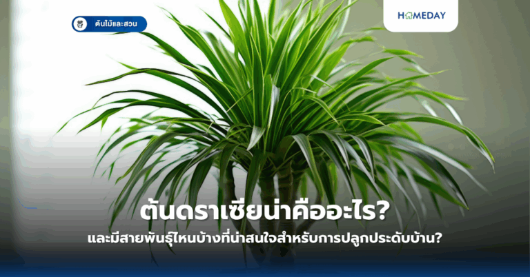 ทิลแลนด์เซียคืออะไร และทำไมถึงเป็นต้นไม้ที่ปลูกได้โดยไม่ต้องใช้ดิน?