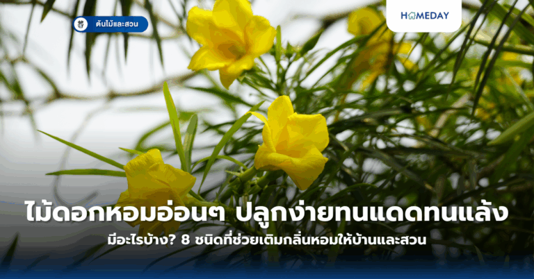 ไม้ดอกหอมอ่อนๆ ปลูกง่ายทนแดดทนแล้งมีอะไรบ้าง? 8 ชนิดที่ช่วยเติมกลิ่นหอมให้บ้านและสวน