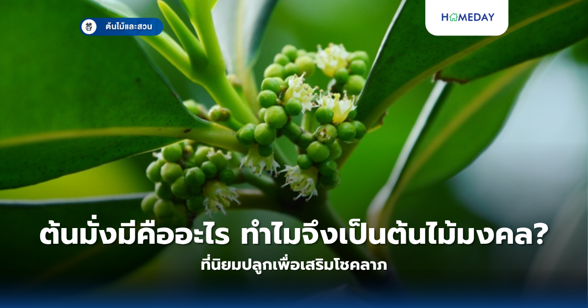 ไม้ดอกหอมอ่อนๆ ปลูกง่ายทนแดดทนแล้งมีอะไรบ้าง? 8 ชนิดที่ช่วยเติมกลิ่นหอมให้บ้านและสวน (copy)