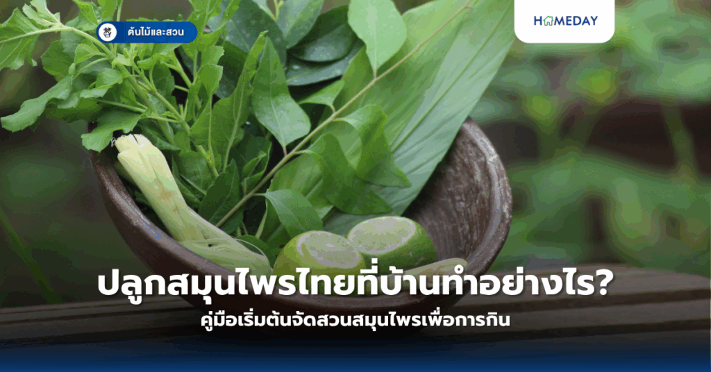 ต้นมั่งมีคืออะไร ทำไมจึงเป็นต้นไม้มงคลที่นิยมปลูกเพื่อเสริมโชคลาภ? (copy)