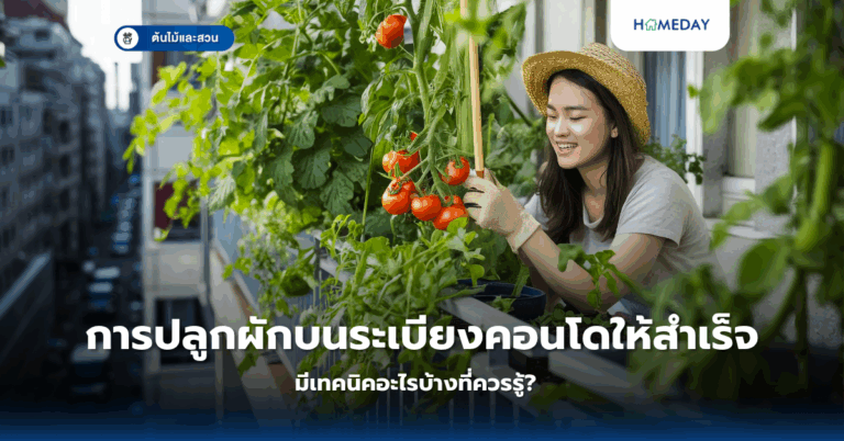 การปลูกผักบนระเบียงคอนโดให้สำเร็จ มีเทคนิคอะไรบ้างที่ควรรู้?