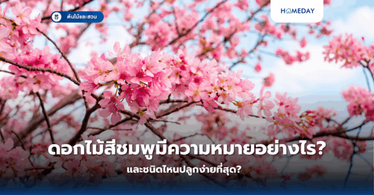 การปลูกผักบนระเบียงคอนโดให้สำเร็จ มีเทคนิคอะไรบ้างที่ควรรู้? (copy)