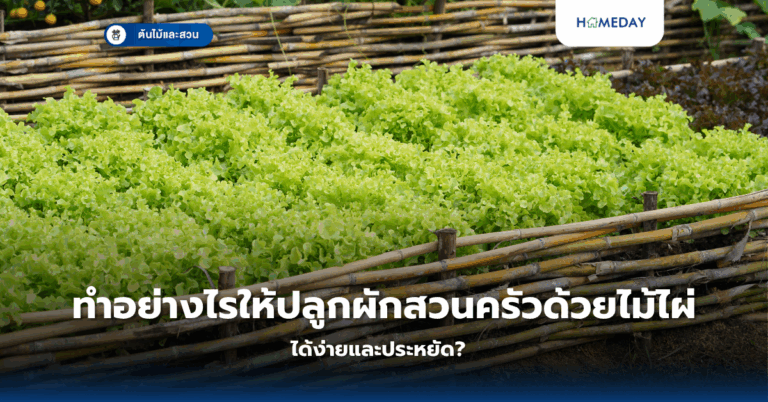 ดอกไม้สีชมพูมีความหมายอย่างไร และชนิดไหนปลูกง่ายที่สุด?ดอกไม้สีชมพูมีความหมายอย่างไร และชนิดไหนปลูกง่ายที่สุด? (copy)