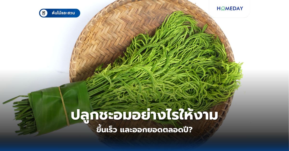 จะทำบ่อปลาสวยงามด้วยงบประมาณน้อยได้อย่างไร? วิธีสร้างบ่อปลาและจัดสวนแบบ Diy ในราคาไม่เกิน 2,000 บาท (copy)