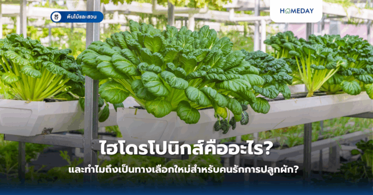 ไฮโดรโปนิกส์คืออะไร และทำไมถึงเป็นทางเลือกใหม่สำหรับคนรักการปลูกผัก?