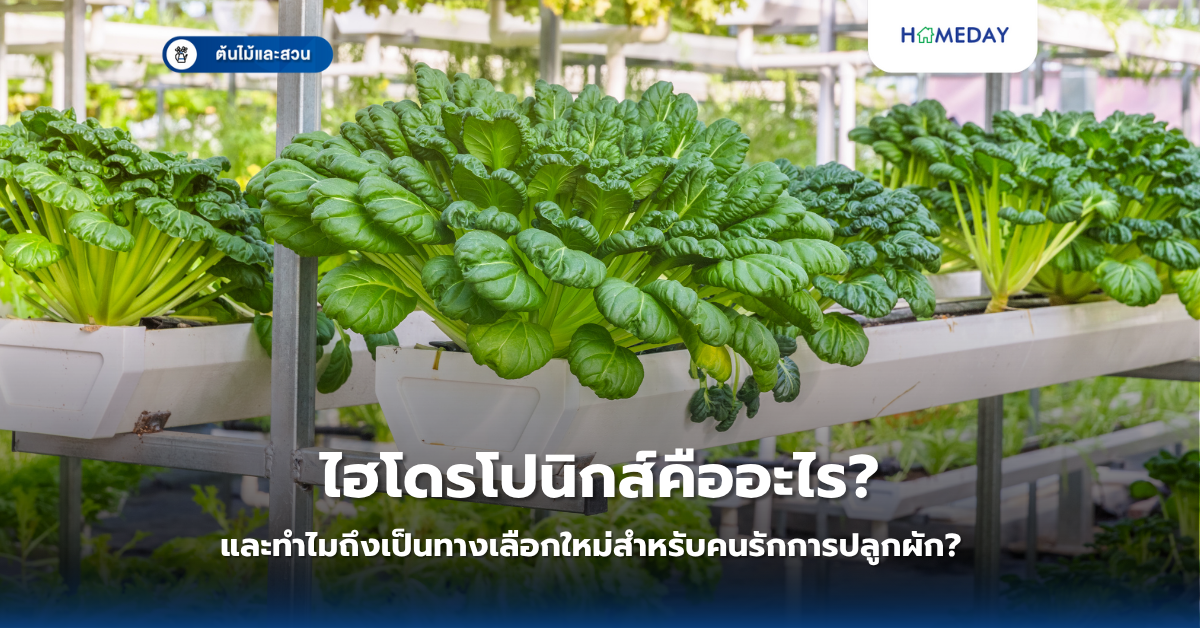ไฮโดรโปนิกส์คืออะไร และทำไมถึงเป็นทางเลือกใหม่สำหรับคนรักการปลูกผัก?