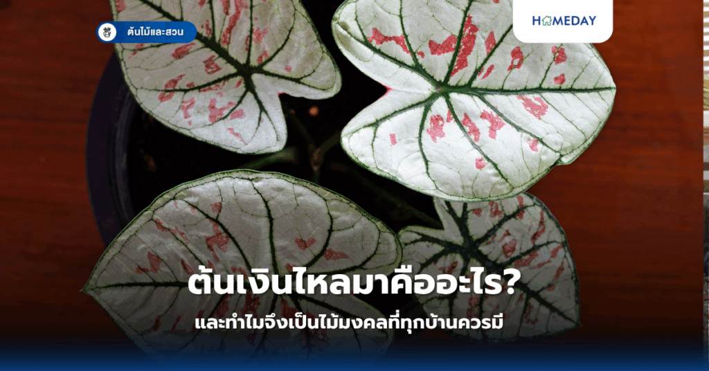 ต้นเงินไหลมาคืออะไรและทำไมจึงเป็นไม้มงคลที่ทุกบ้านควรมี?