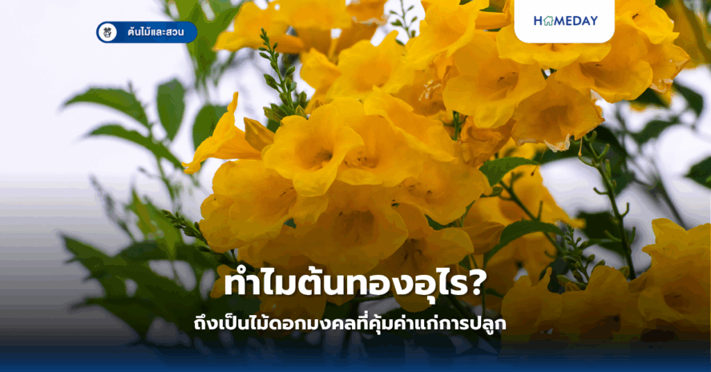 ต้นเงินไหลมาคืออะไรและทำไมจึงเป็นไม้มงคลที่ทุกบ้านควรมี? (copy)