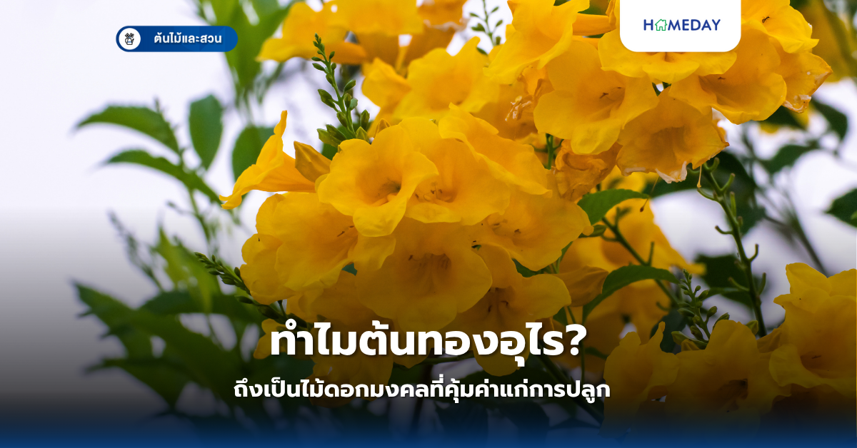 ต้นเงินไหลมาคืออะไรและทำไมจึงเป็นไม้มงคลที่ทุกบ้านควรมี? (copy)