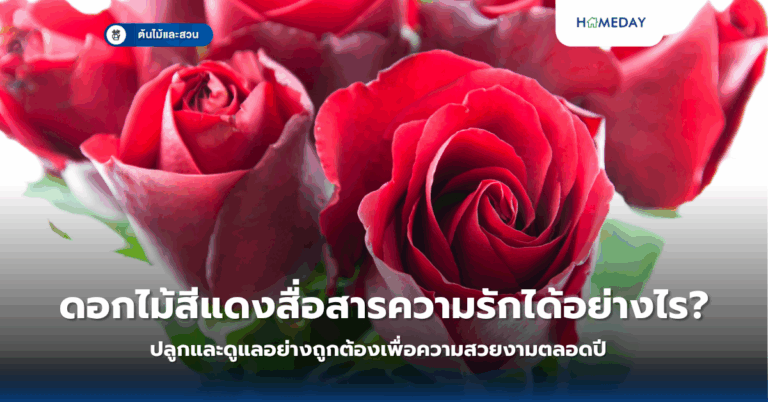 ต้นปาล์มสายพันธุ์ไหนเหมาะสำหรับจัดสวนบ้านคุณ? คู่มือเลือกปลูกปาล์มทนแดดทนฝนดูแลง่าย (copy)