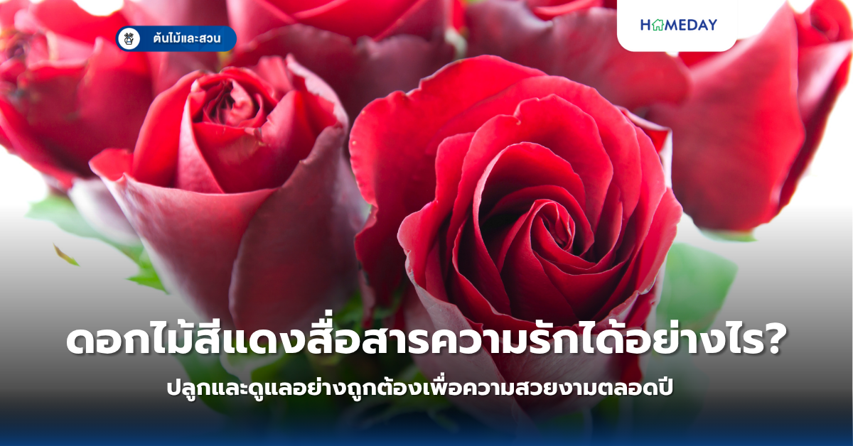 ต้นปาล์มสายพันธุ์ไหนเหมาะสำหรับจัดสวนบ้านคุณ? คู่มือเลือกปลูกปาล์มทนแดดทนฝนดูแลง่าย (copy)