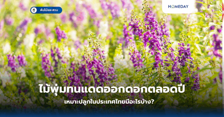 ดอกไม้สีแดงสื่อสารความรักได้อย่างไร? ปลูกและดูแลอย่างถูกต้องเพื่อความสวยงามตลอดปี (copy)