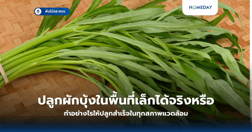 ปลูกชะอมอย่างไรให้งาม ขึ้นเร็ว และออกยอดตลอดปี? (copy)