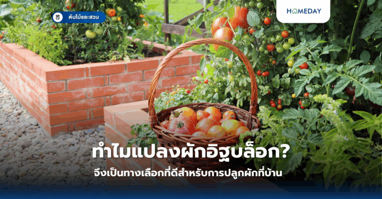 ทำไมแปลงผักอิฐบล็อกจึงเป็นทางเลือกที่ดีสำหรับการปลูกผักที่บ้าน?