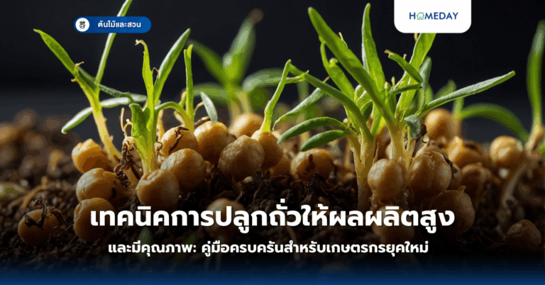 เทคนิคการปลูกถั่วให้ผลผลิตสูงและมีคุณภาพ: คู่มือครบครันสำหรับเกษตรกรยุคใหม่