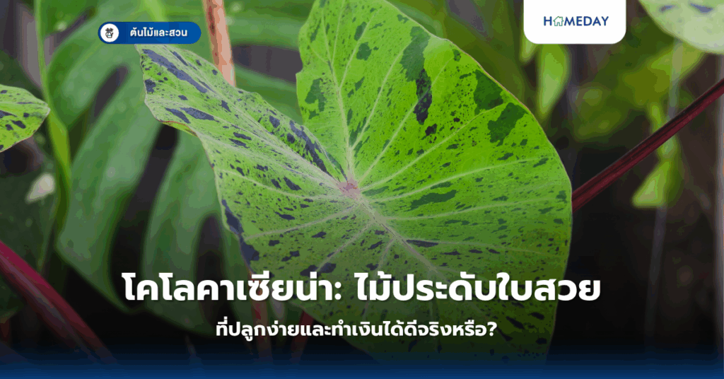 การจัดสวนหน้าบ้านงบประหยัดเป็นไปได้หรือไม่ และจะทำอย่างไรให้ประสบความสำเร็จ (copy)